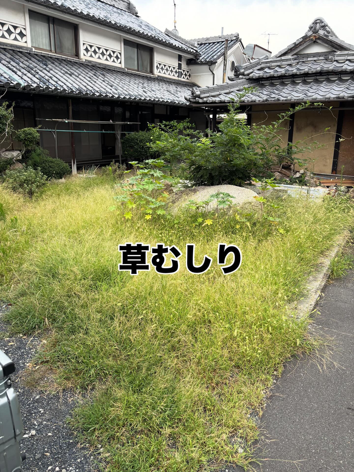草むしり