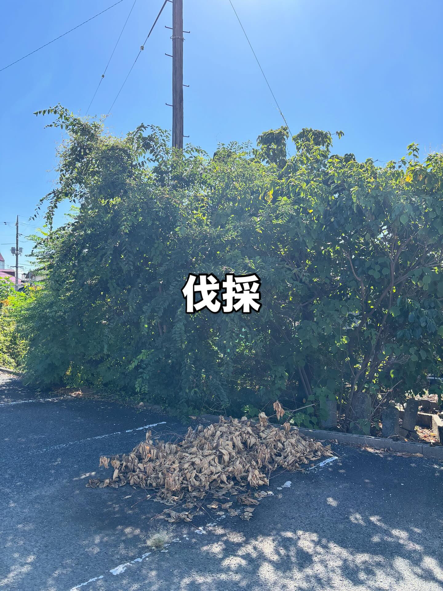 🪵【伐採作業のご依頼 in 総社市】