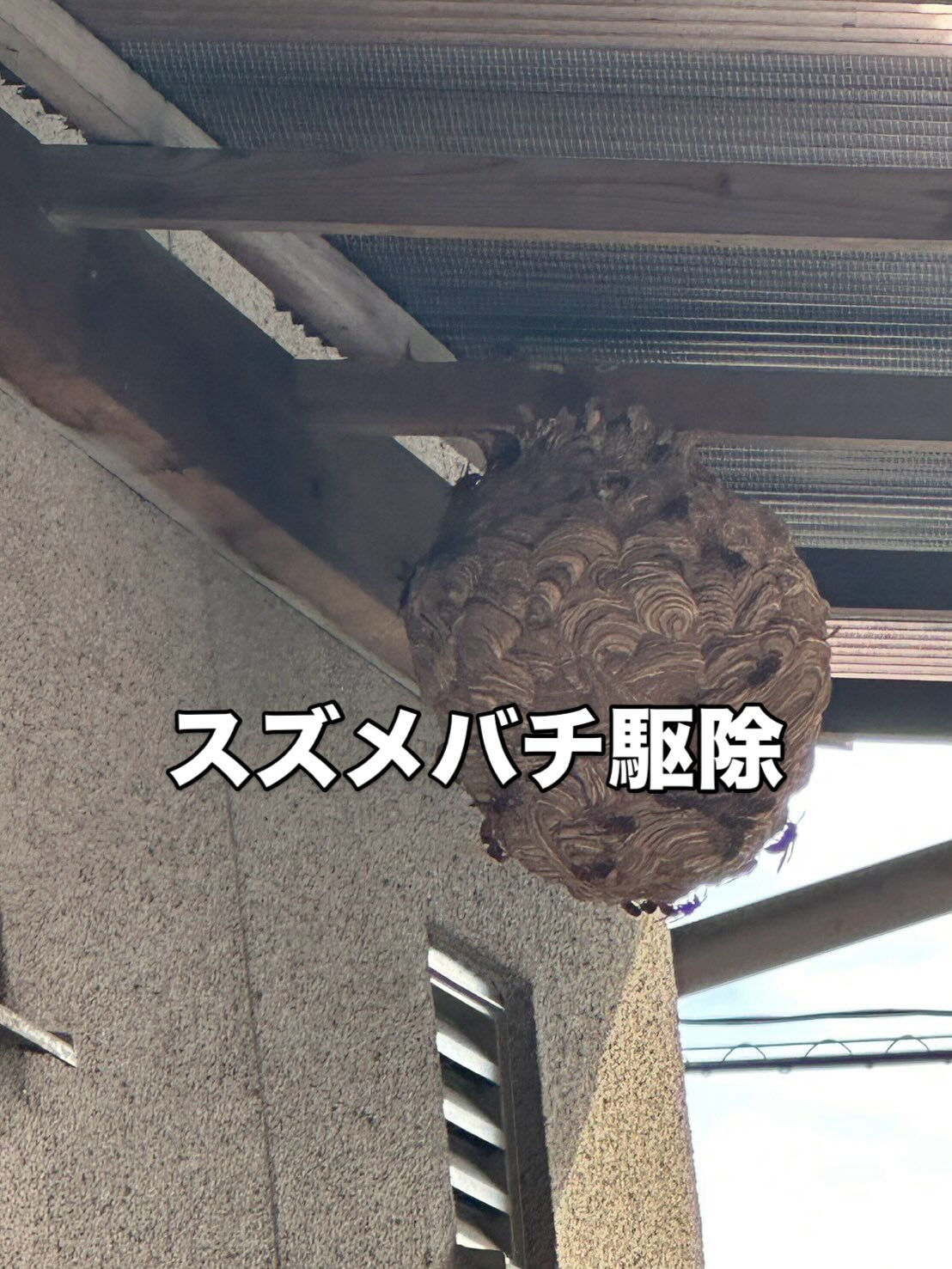 🏠✨【岡山市｜スズメバチ駆除】