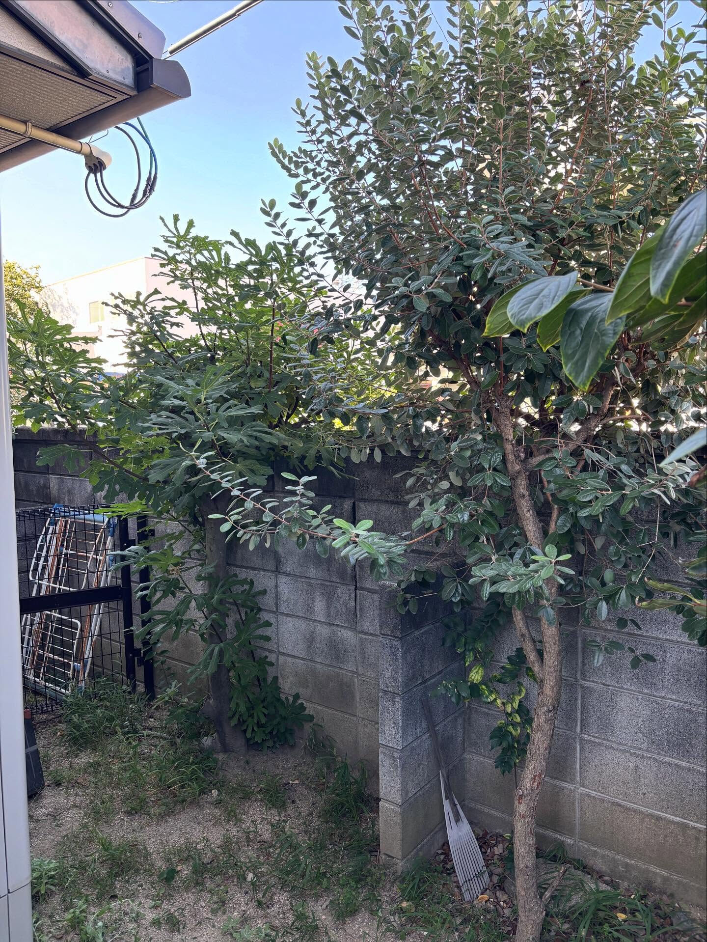 ✨リピーター様からのお庭のお手入れのご依頼✨
