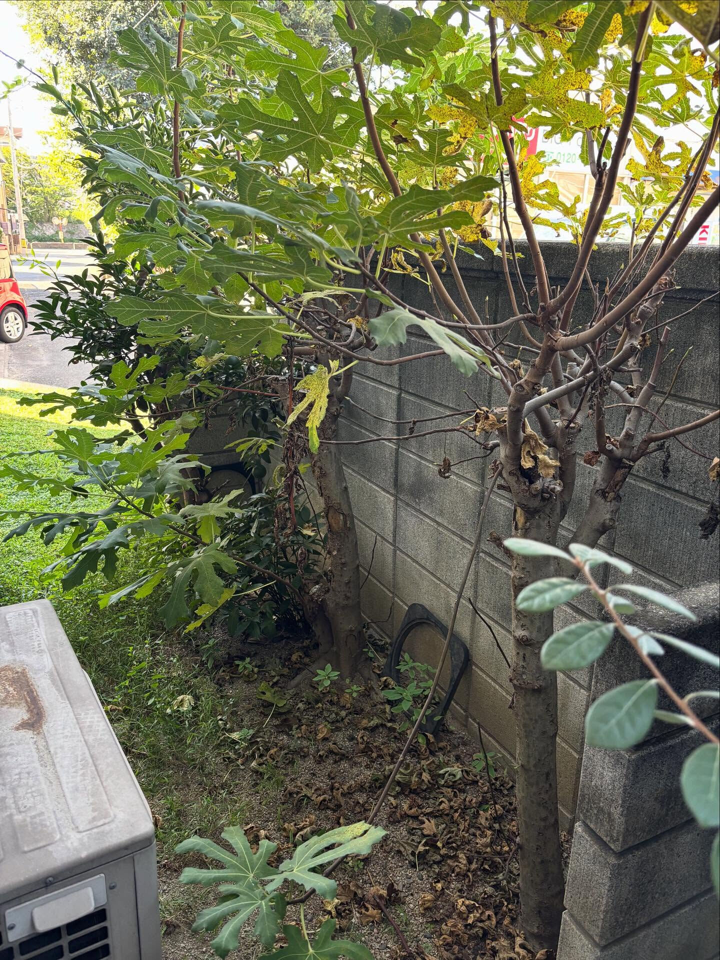 ✨リピーター様からのお庭のお手入れのご依頼✨