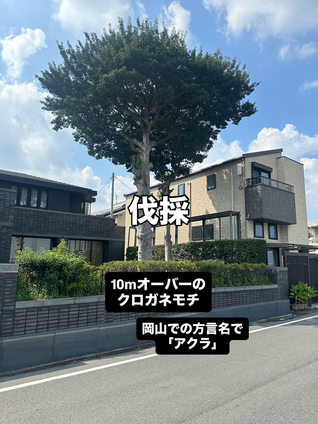 クロガネモチの伐採🌳