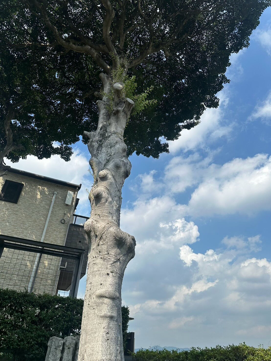 クロガネモチの伐採🌳