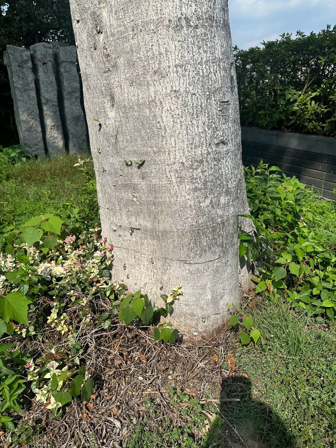 クロガネモチの伐採🌳