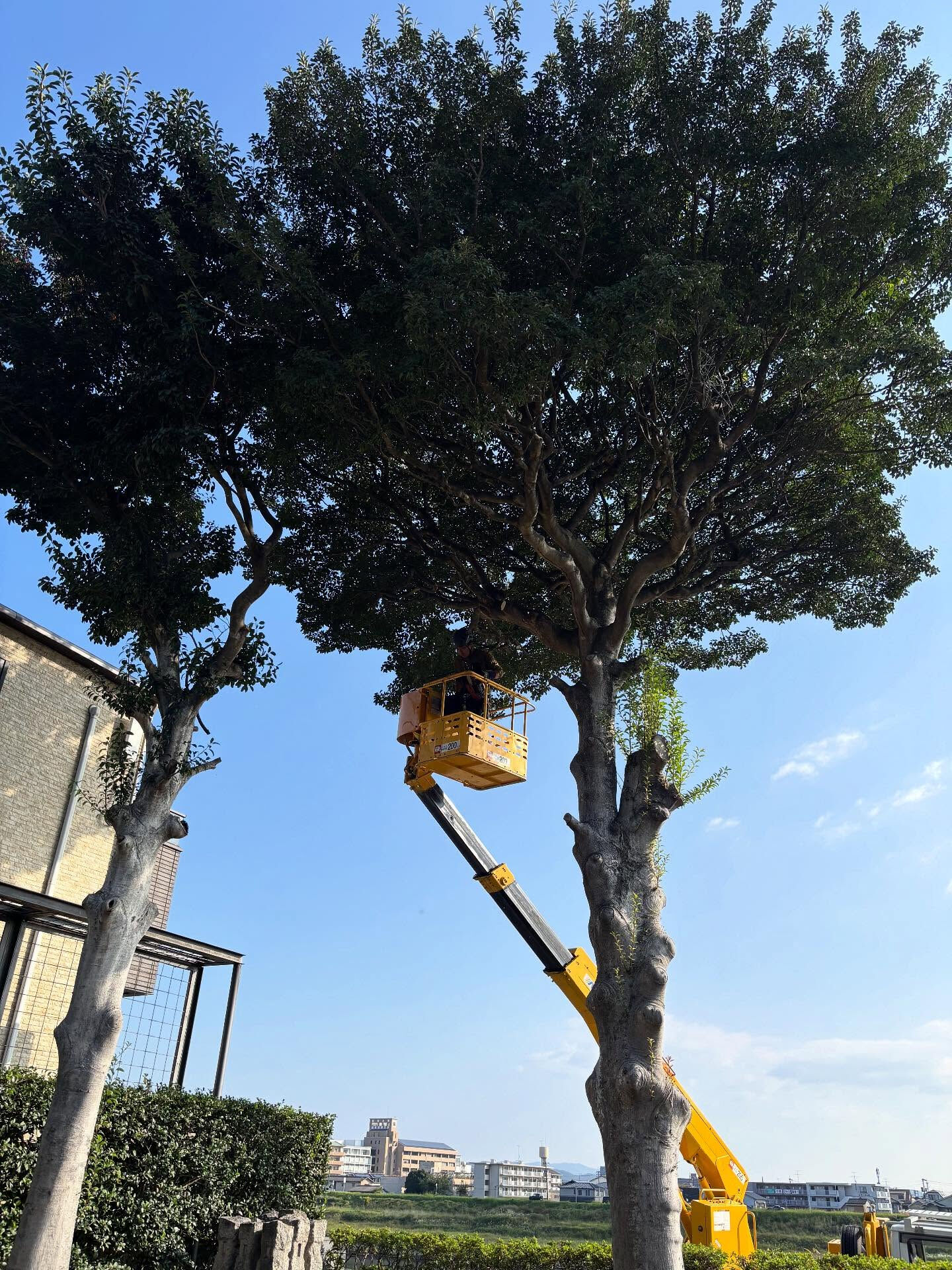 クロガネモチの伐採🌳