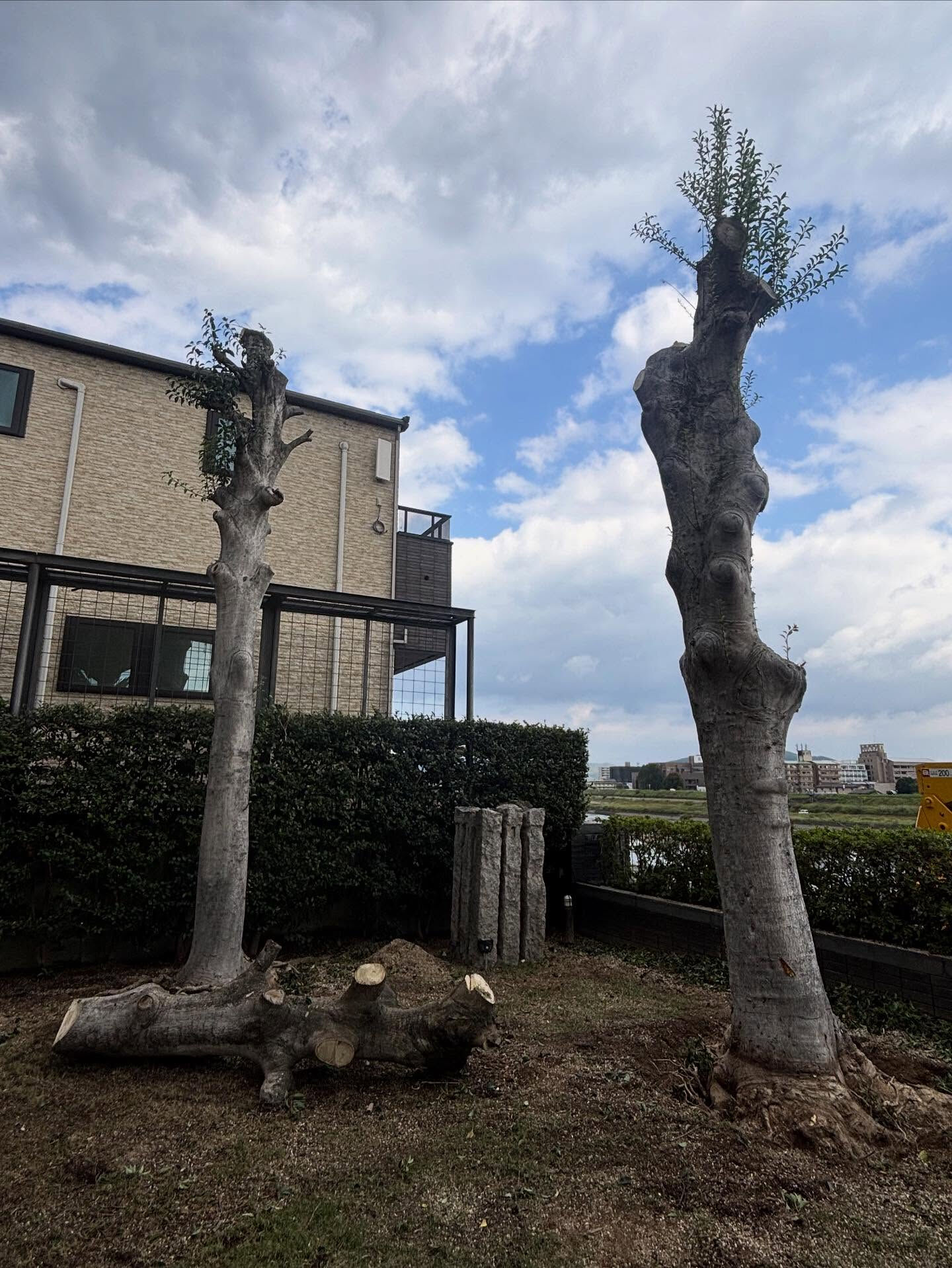 クロガネモチの伐採🌳