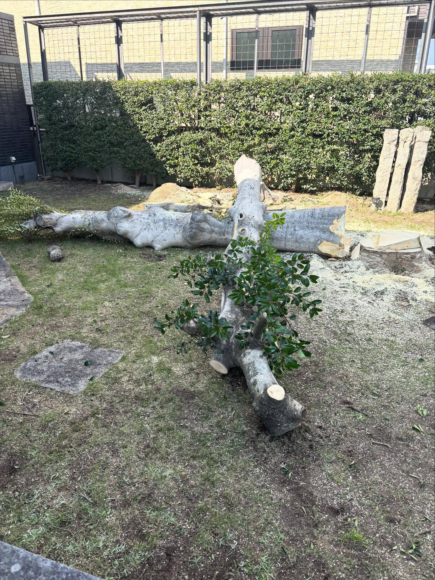 クロガネモチの伐採🌳