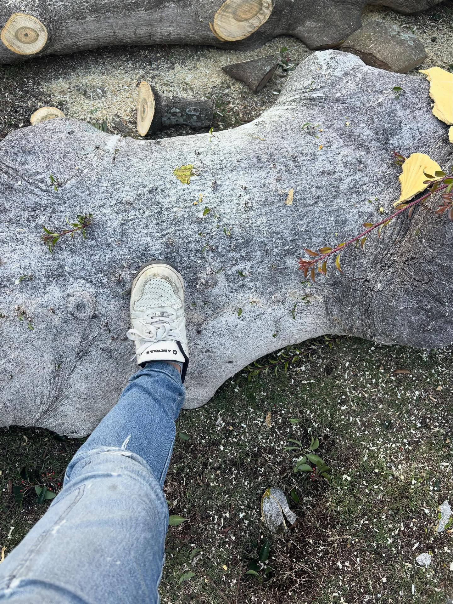 クロガネモチの伐採🌳