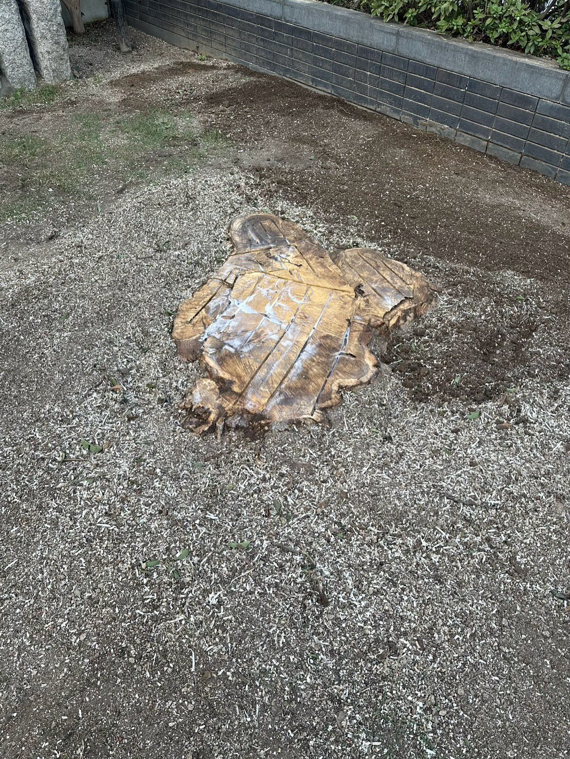 クロガネモチの伐採🌳