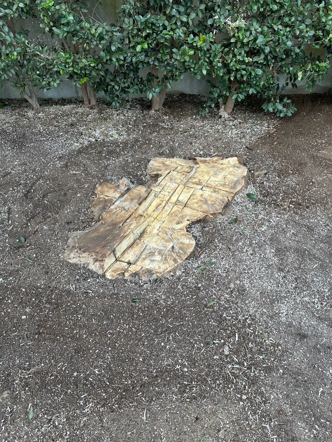 クロガネモチの伐採🌳