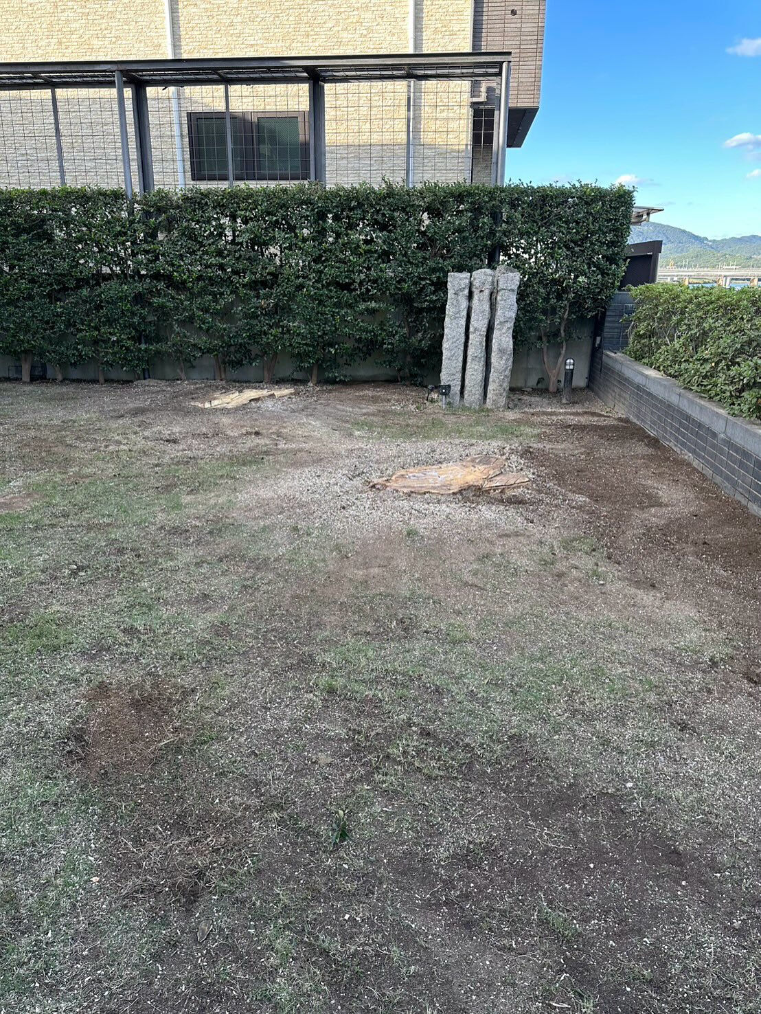 クロガネモチの伐採🌳