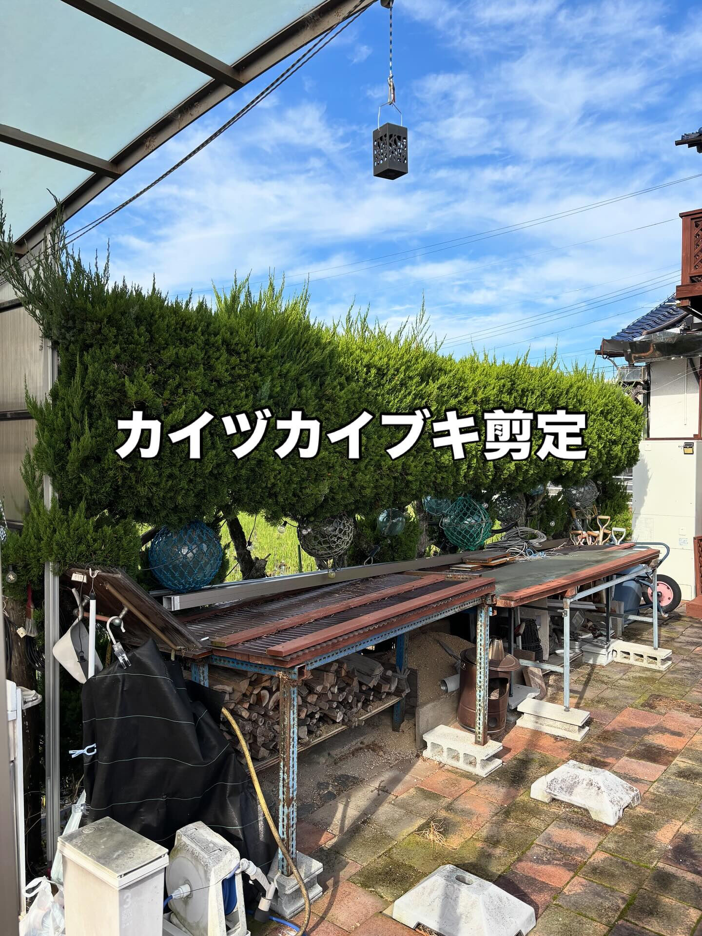 倉敷市のリピーター様よりカイヅカイブキの生垣剪定をご依頼いた