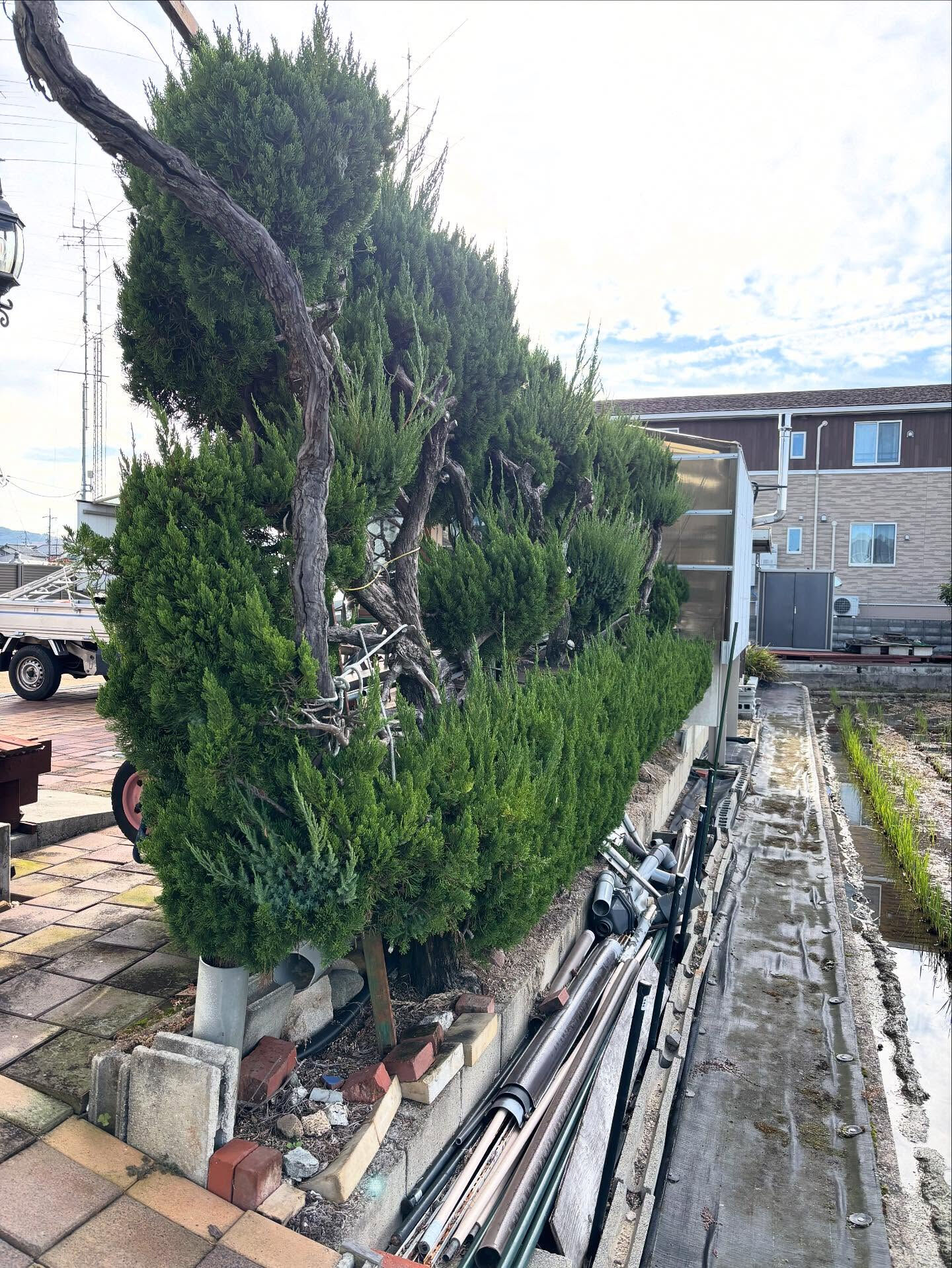 倉敷市のリピーター様よりカイヅカイブキの生垣剪定をご依頼いた