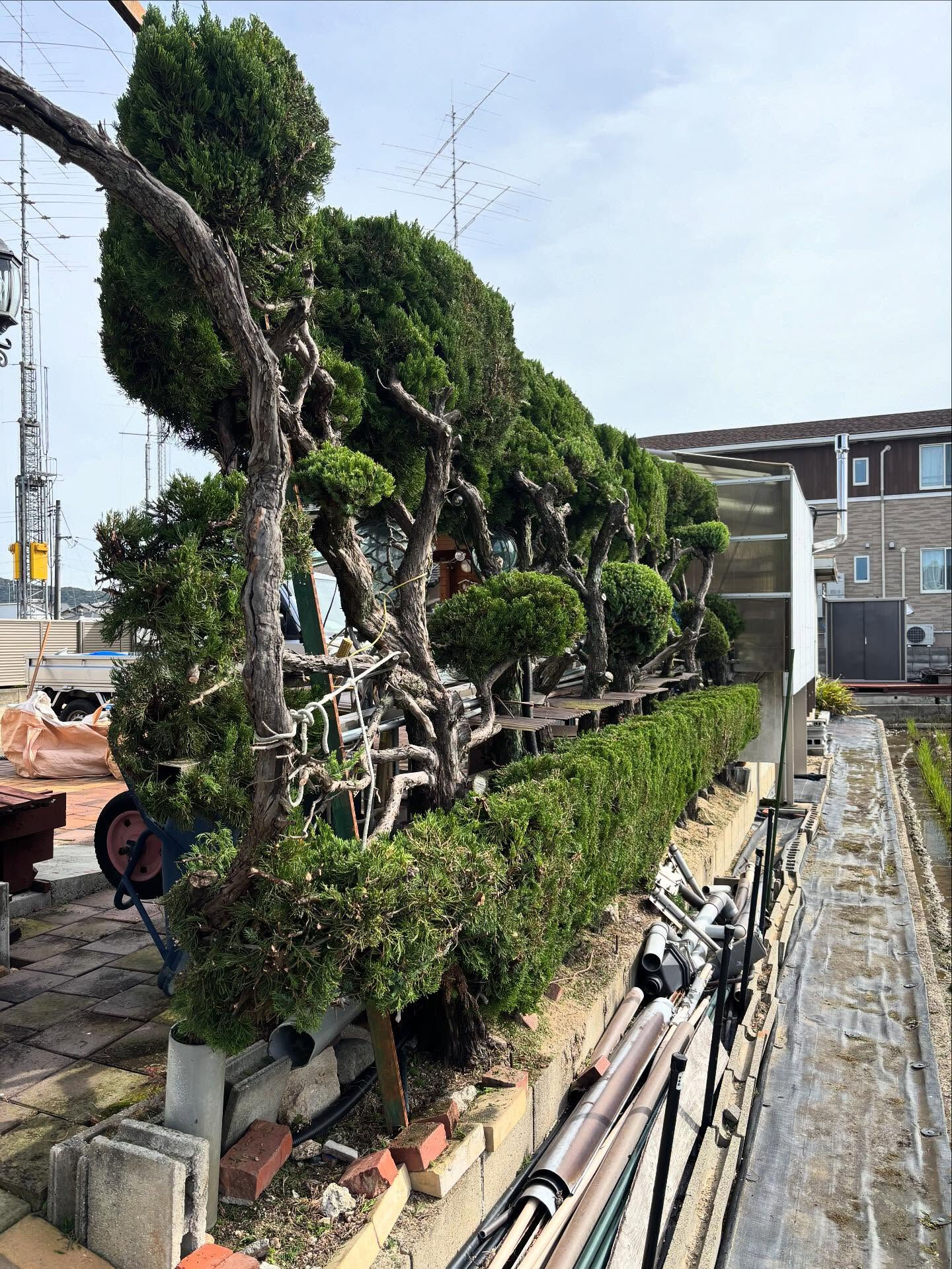 倉敷市のリピーター様よりカイヅカイブキの生垣剪定をご依頼いた