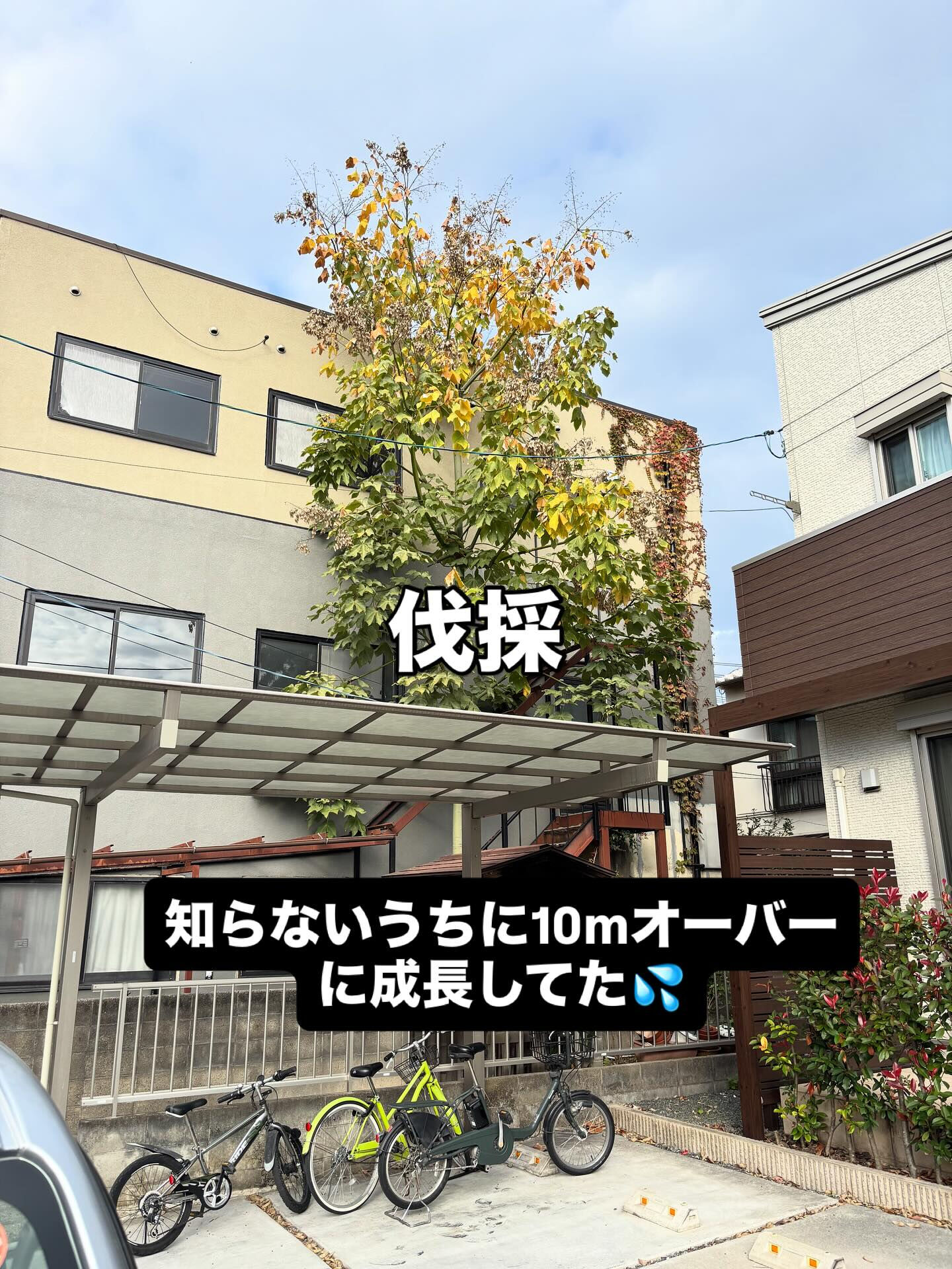 伐採🌳