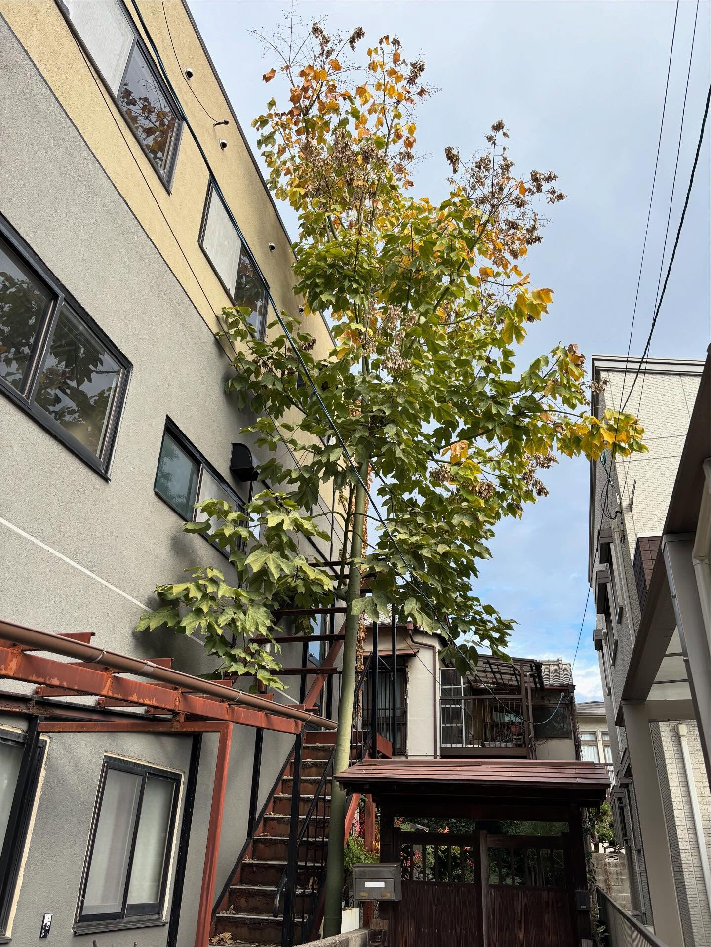 伐採🌳