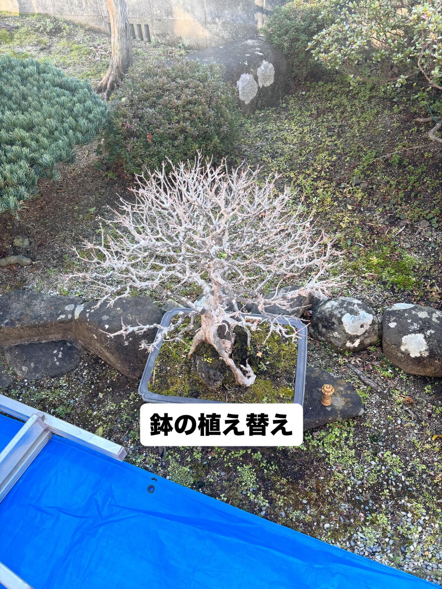鉢の植え替え