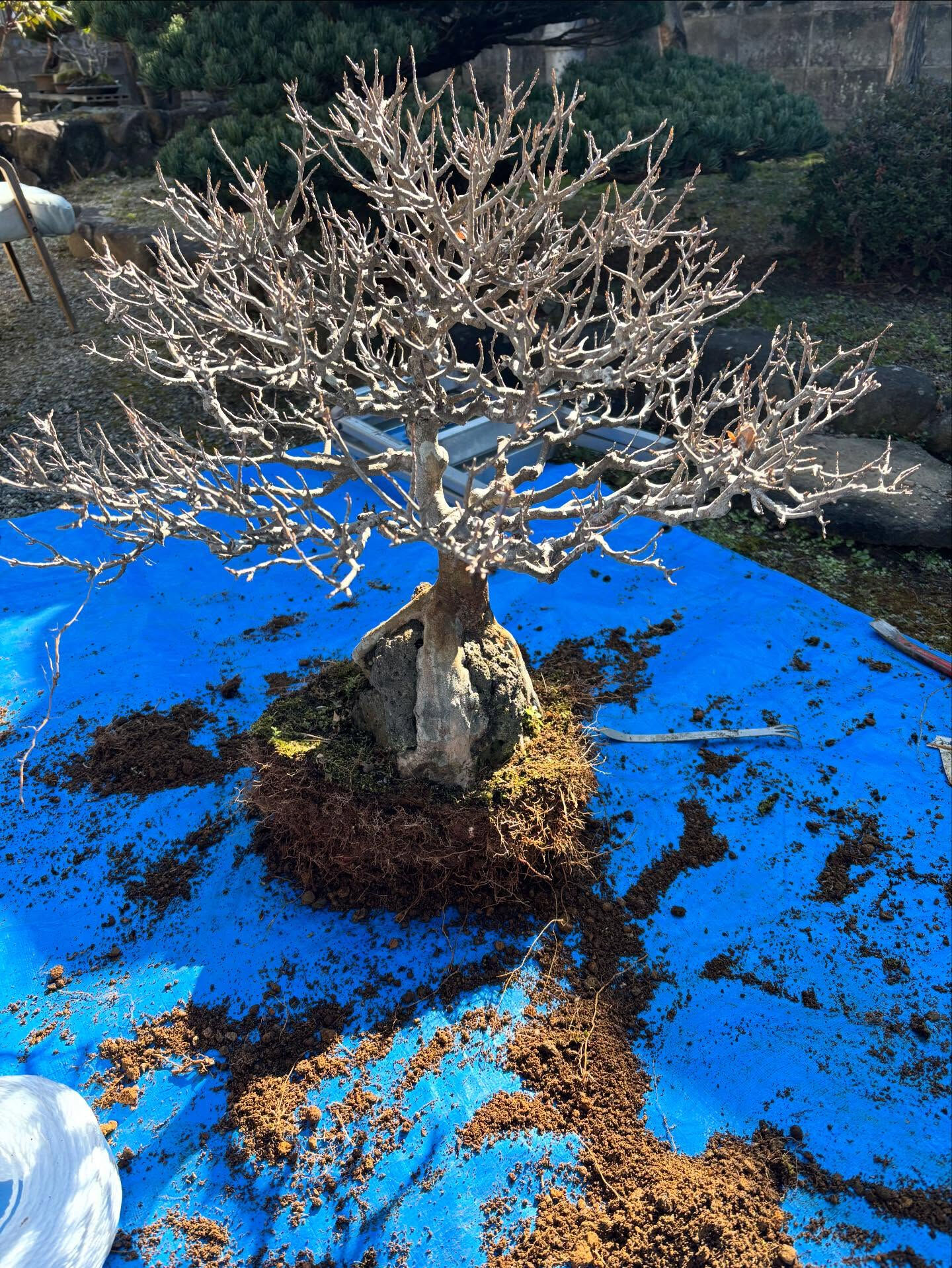 鉢の植え替え