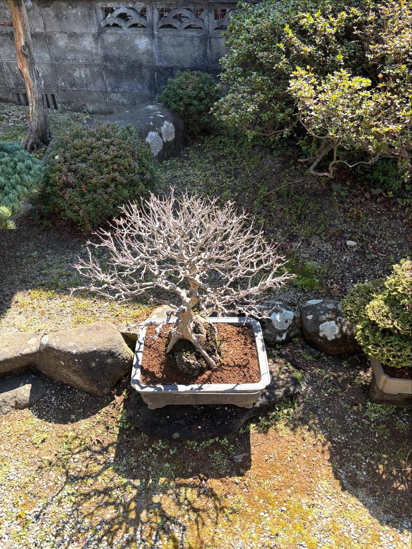鉢の植え替え