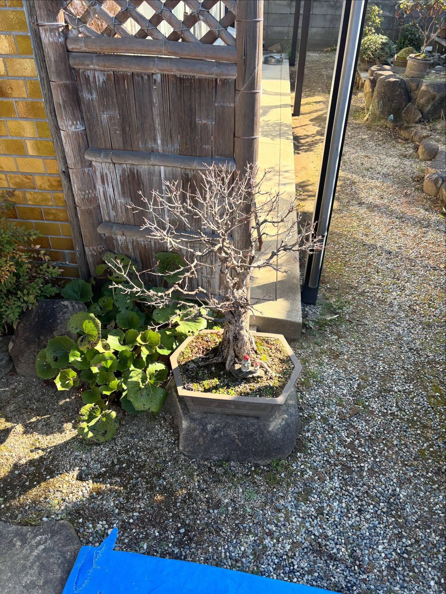 鉢の植え替え