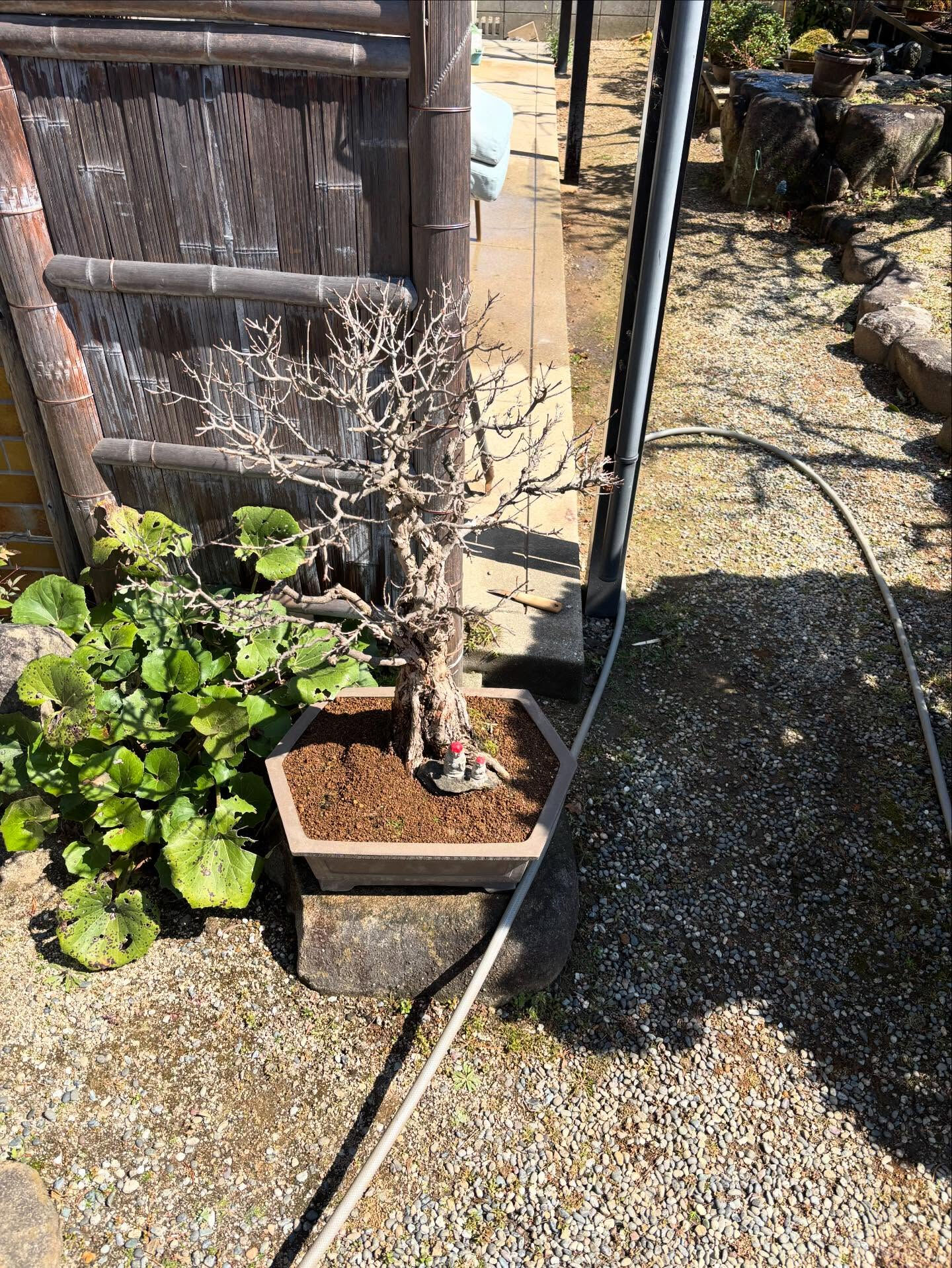 鉢の植え替え