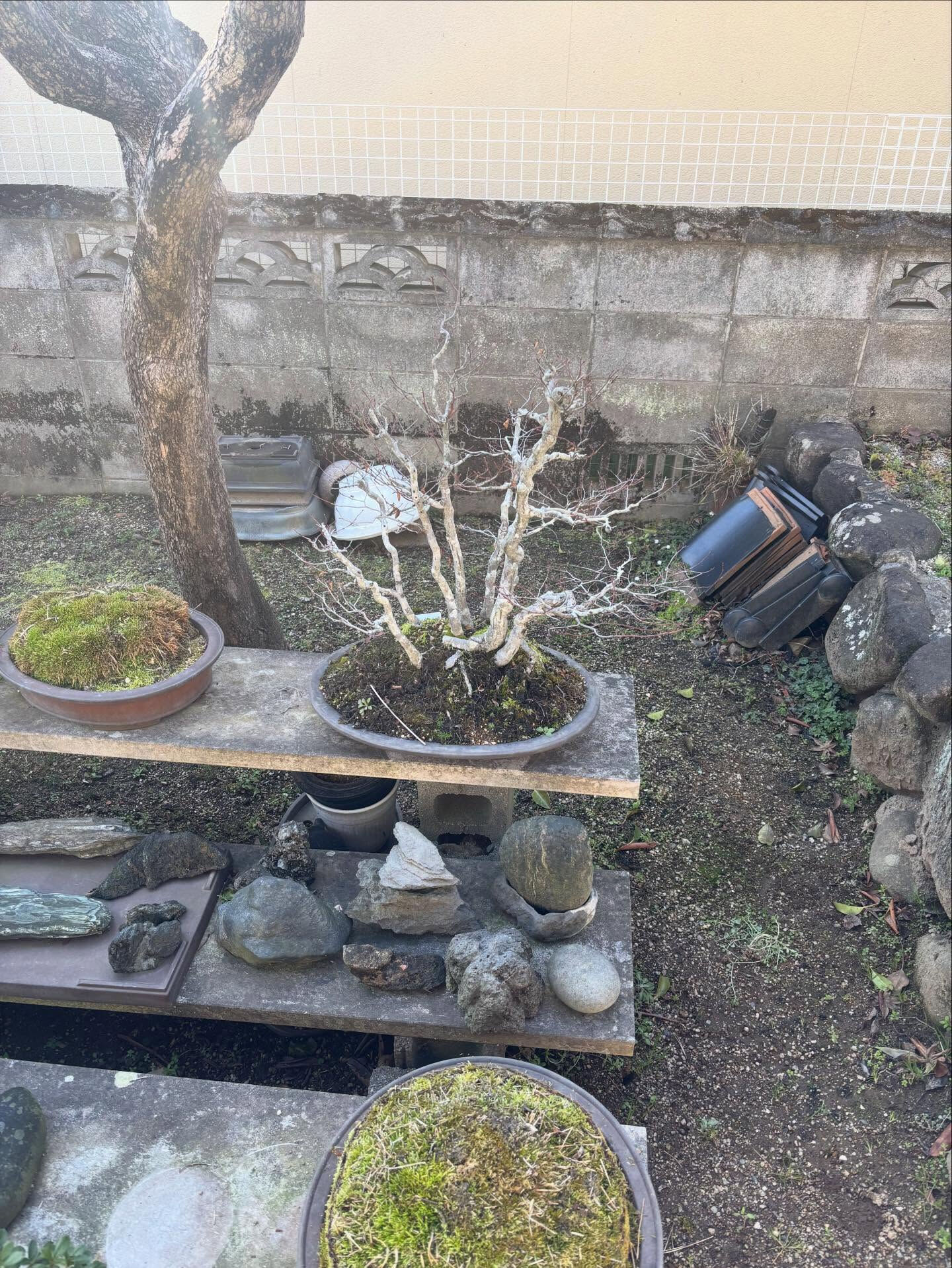 鉢の植え替え
