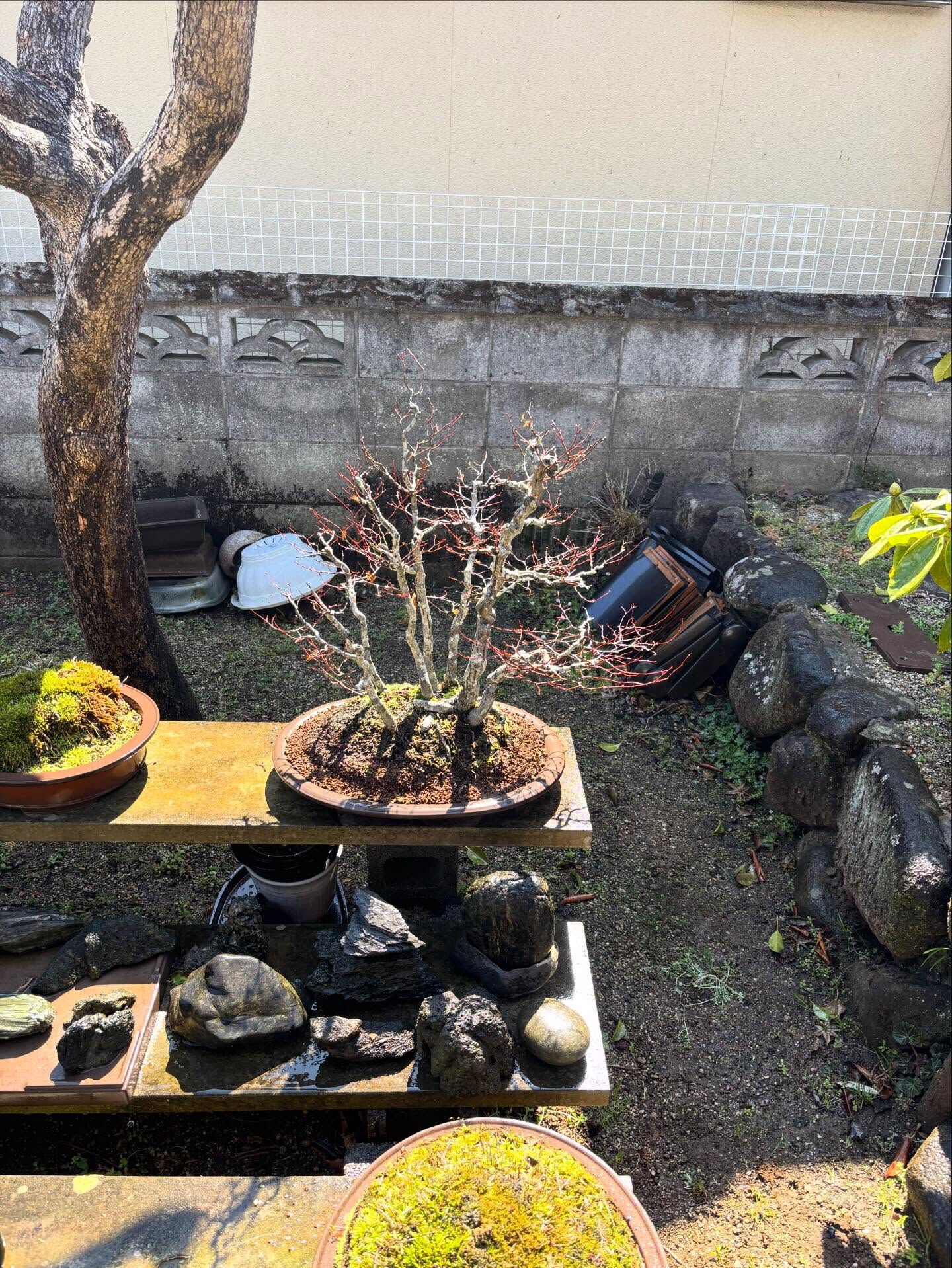 鉢の植え替え