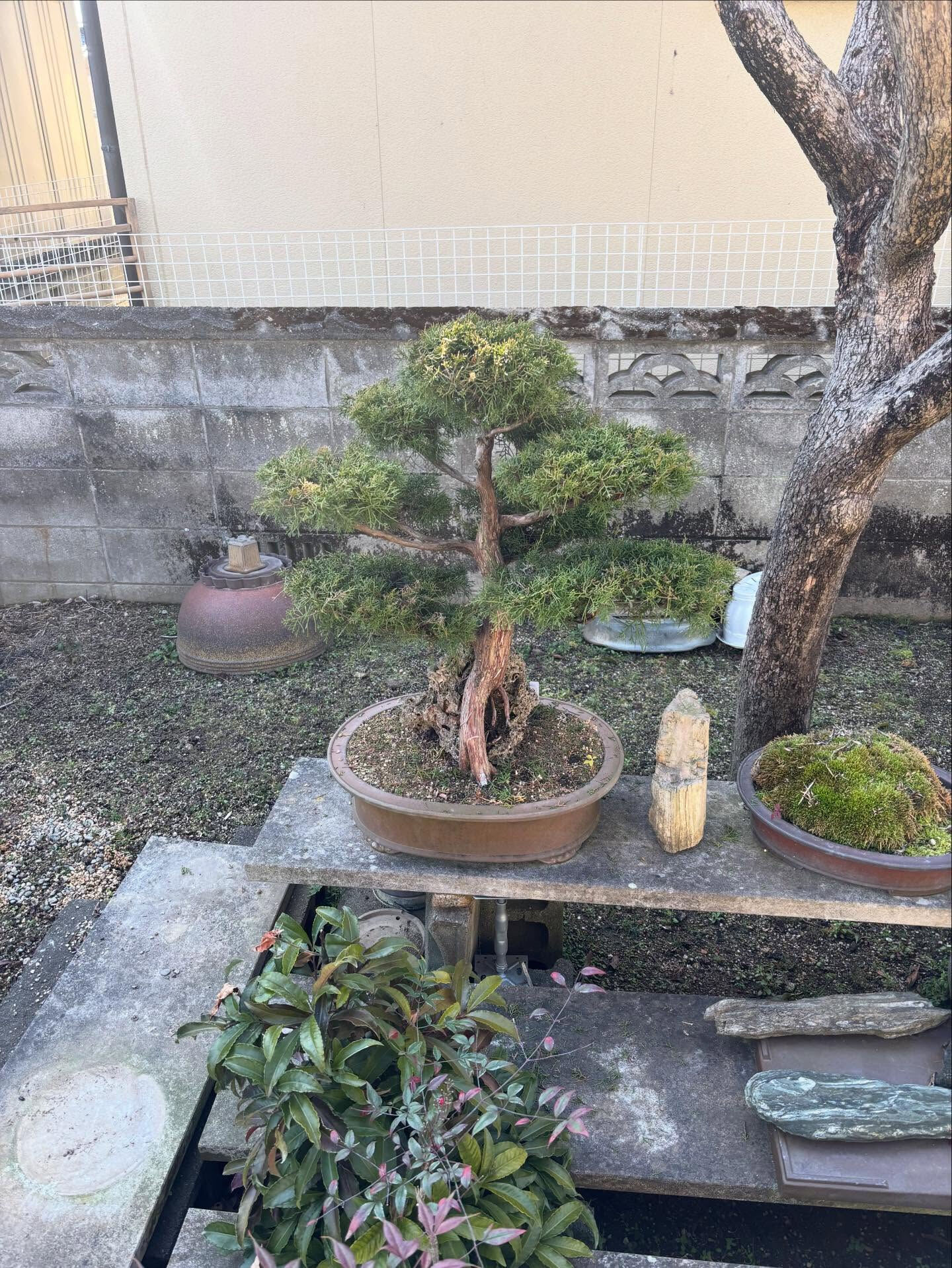 鉢の植え替え