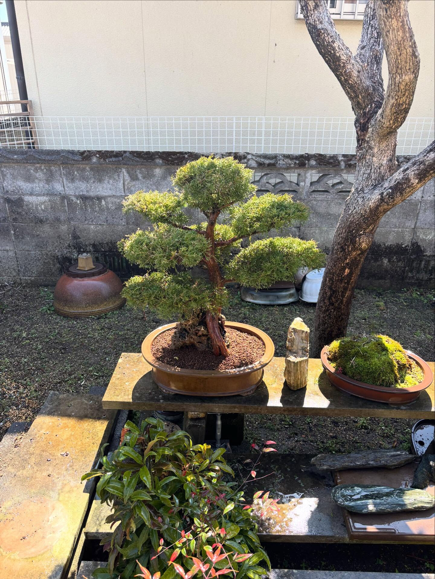 鉢の植え替え