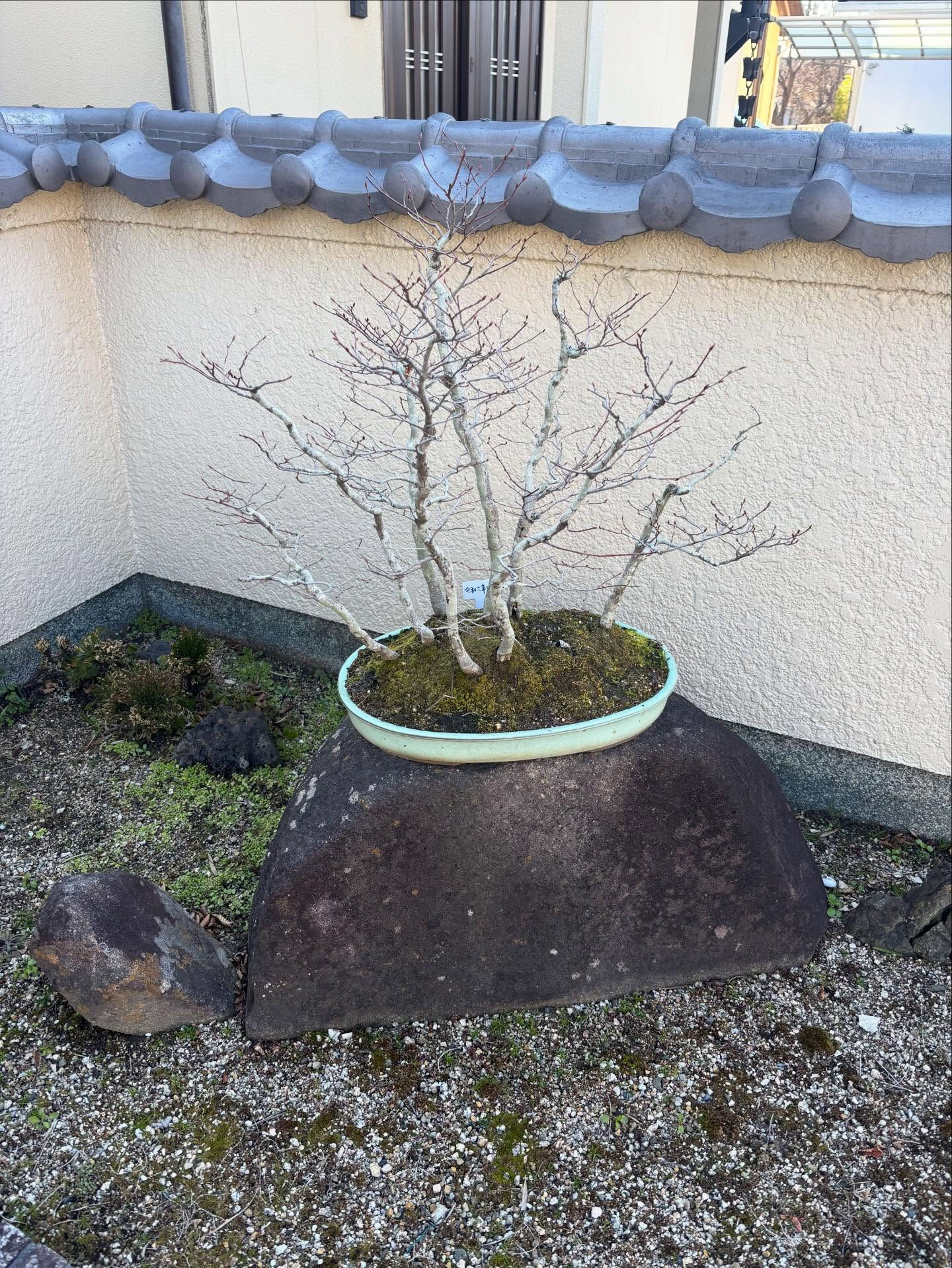 鉢の植え替え