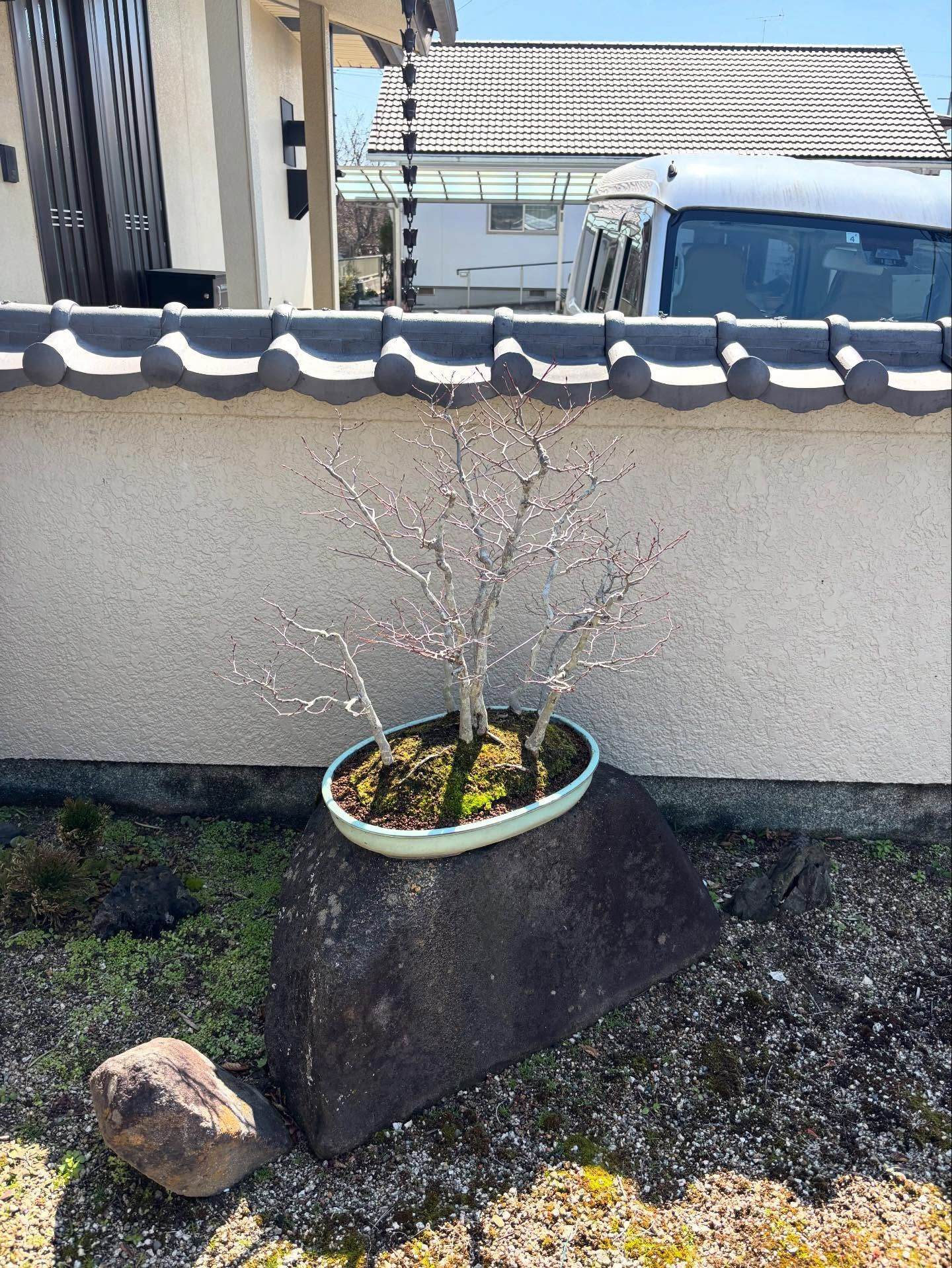 鉢の植え替え