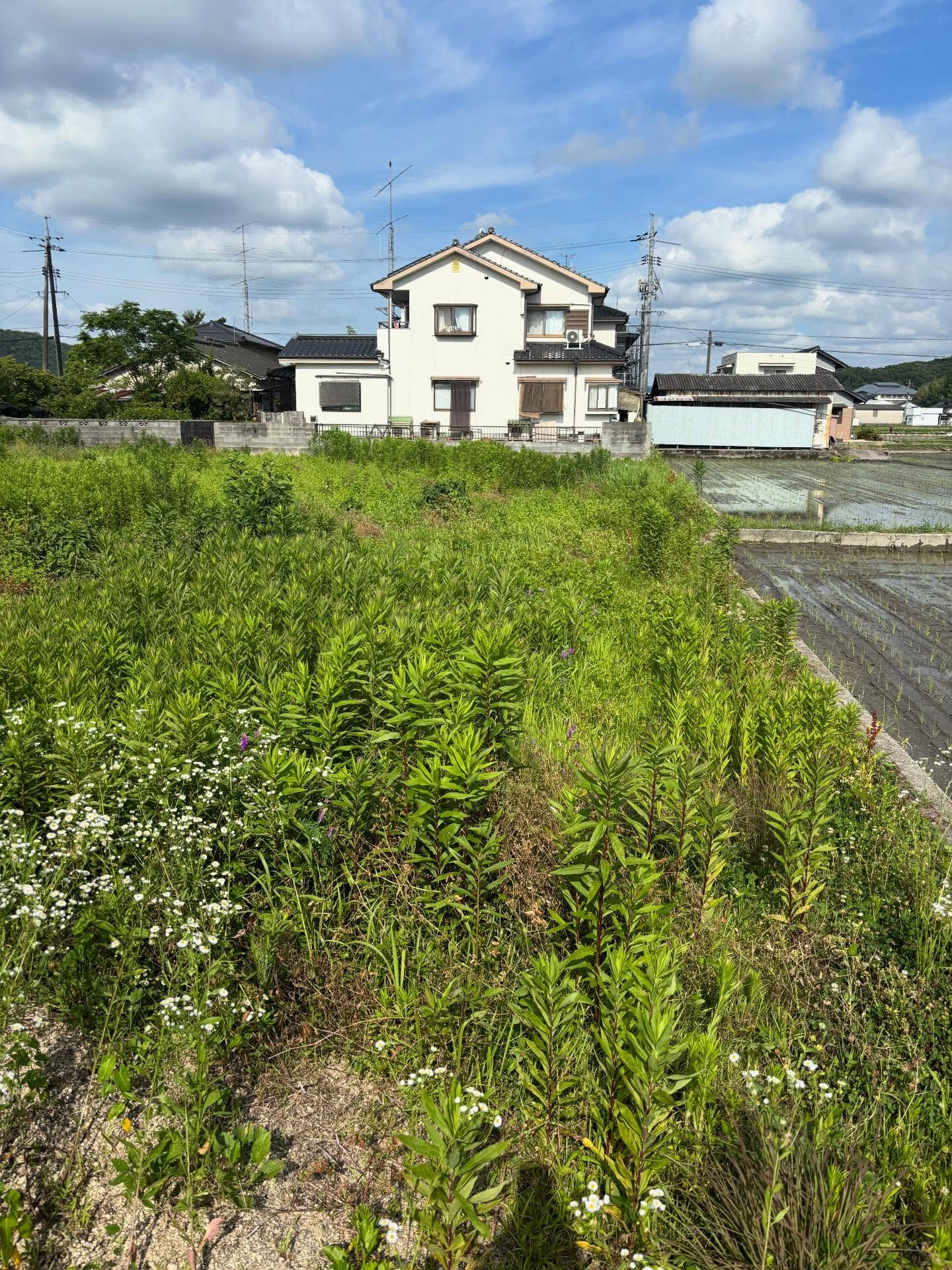 草刈り