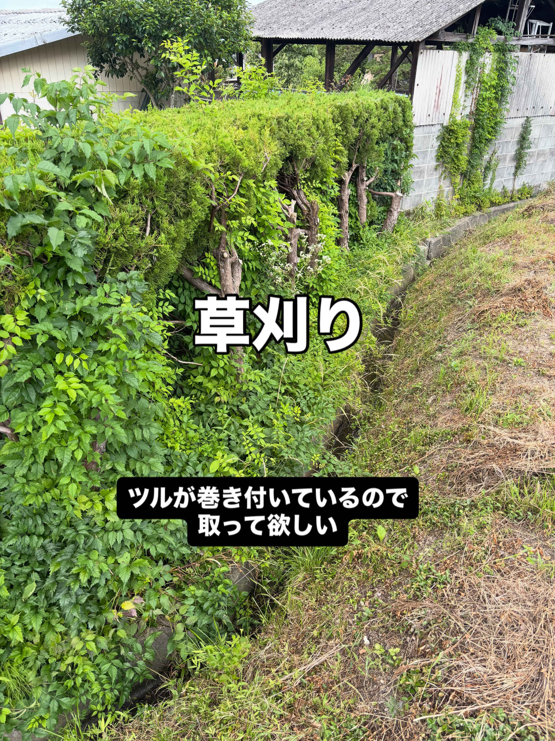 草刈り