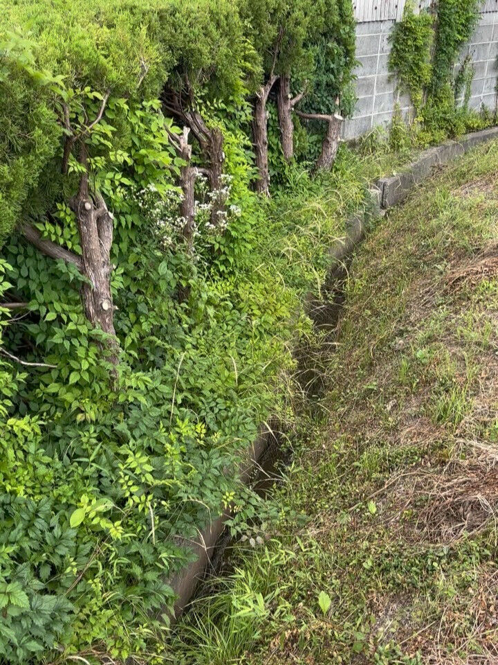 草刈り