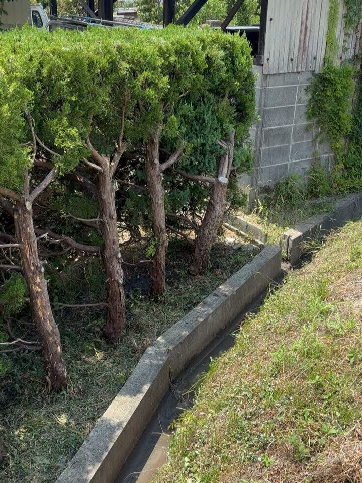 草刈り