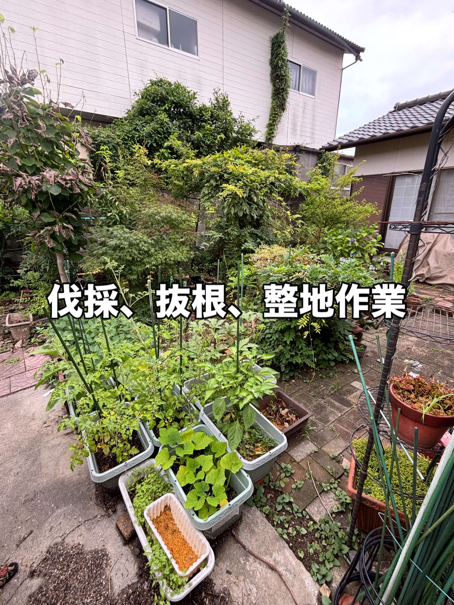 伐採、抜根、整地作業