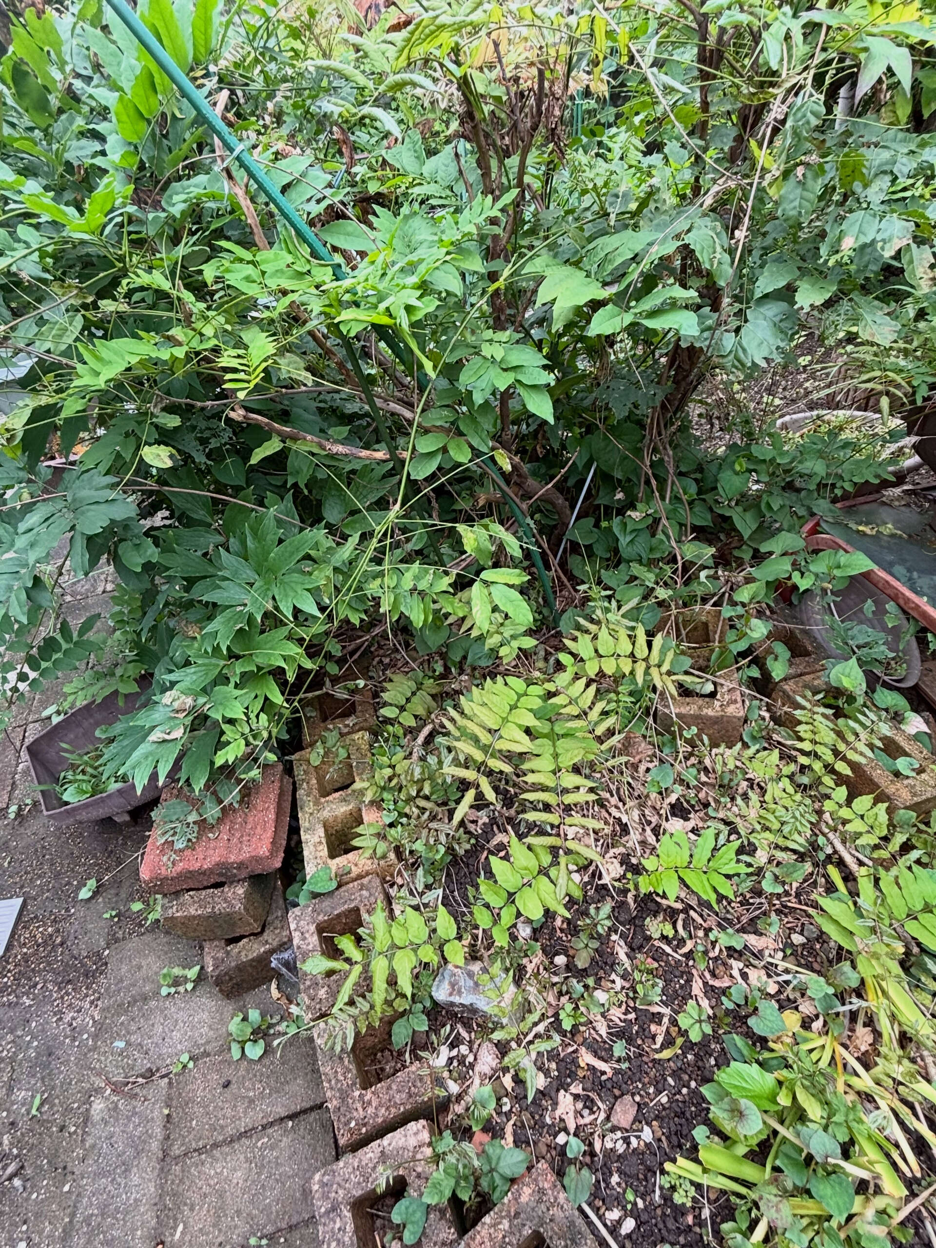 伐採、抜根、整地作業