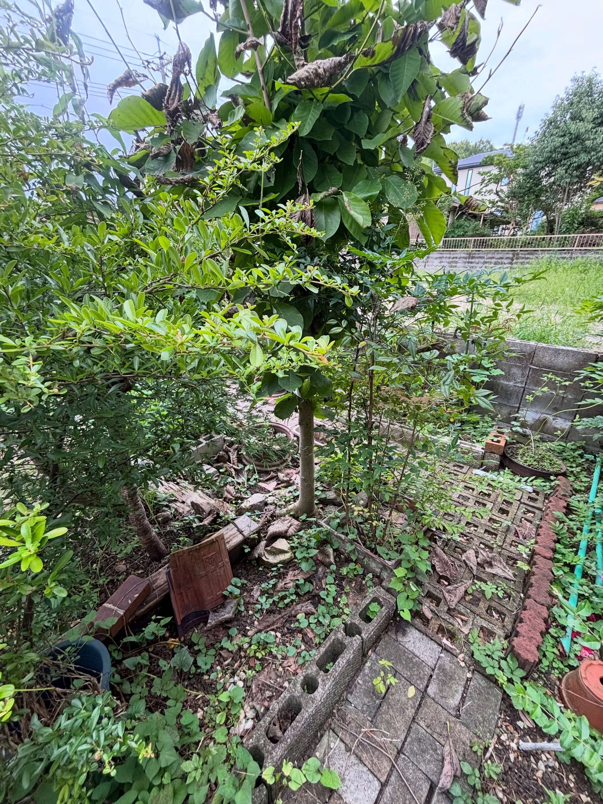 伐採、抜根、整地作業
