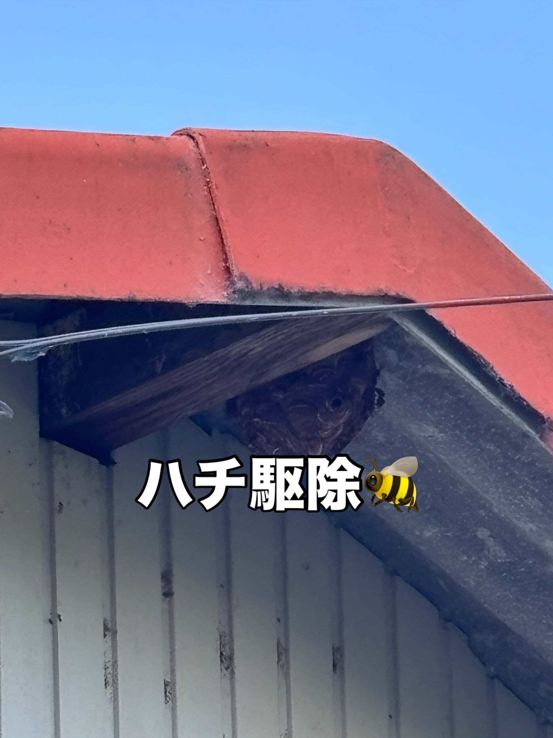 ハチ駆除