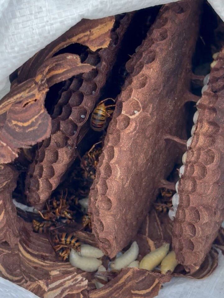 ハチ駆除