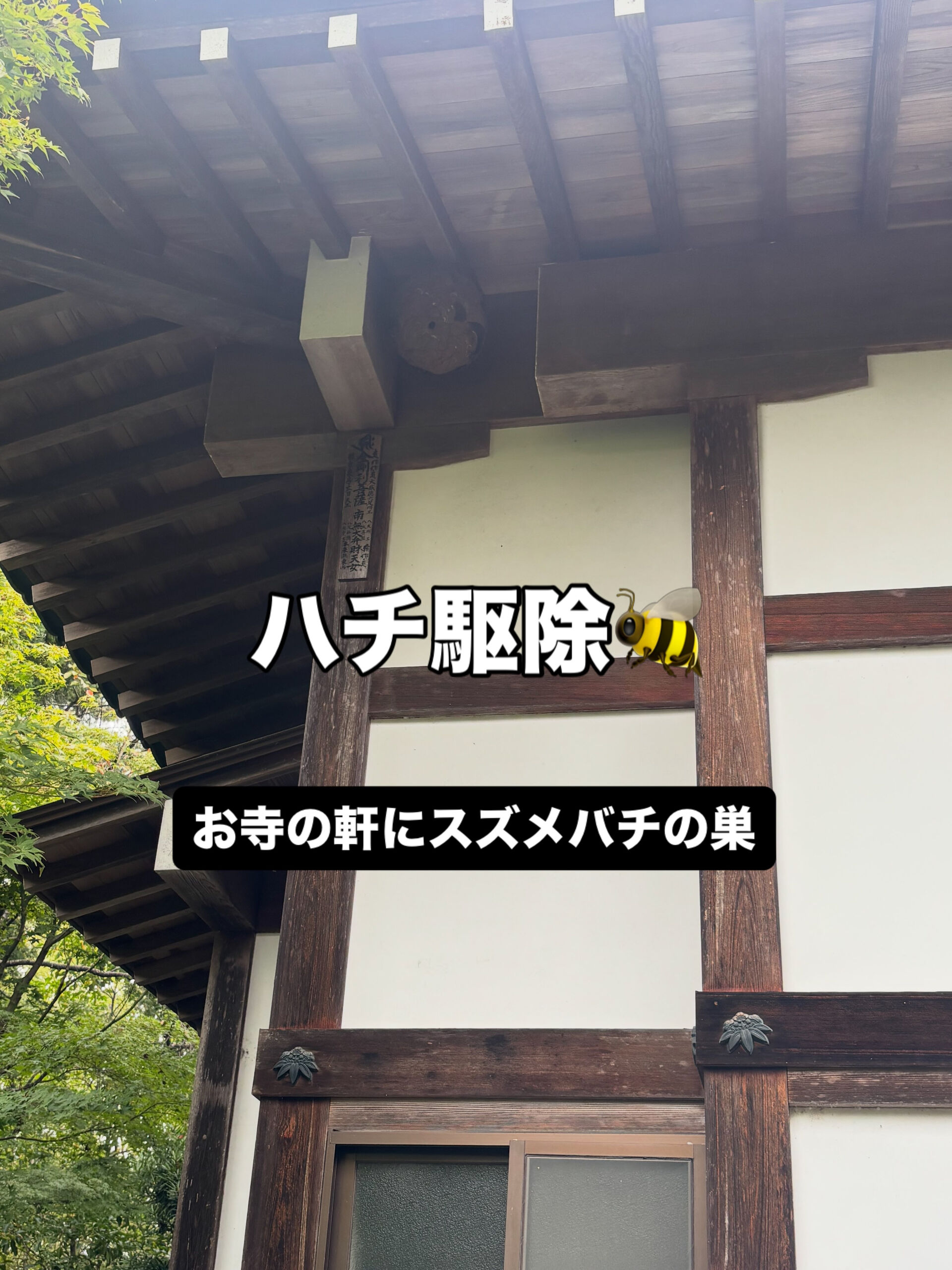 スズメバチ駆除