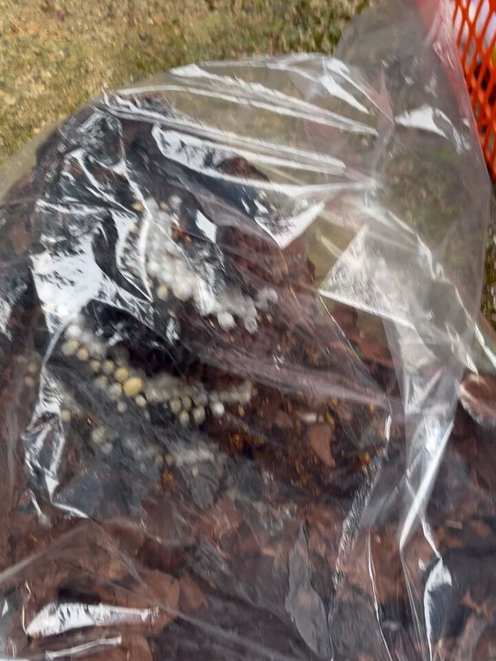 スズメバチ駆除